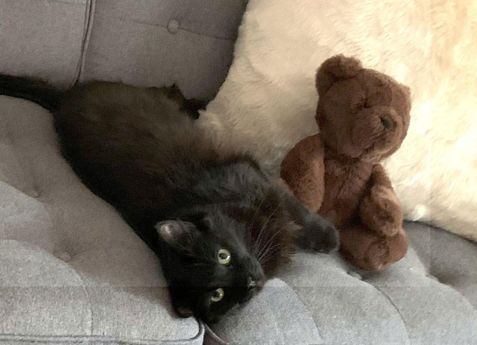 Donna, Adoptable, Adult Female Domestic Short Hair.