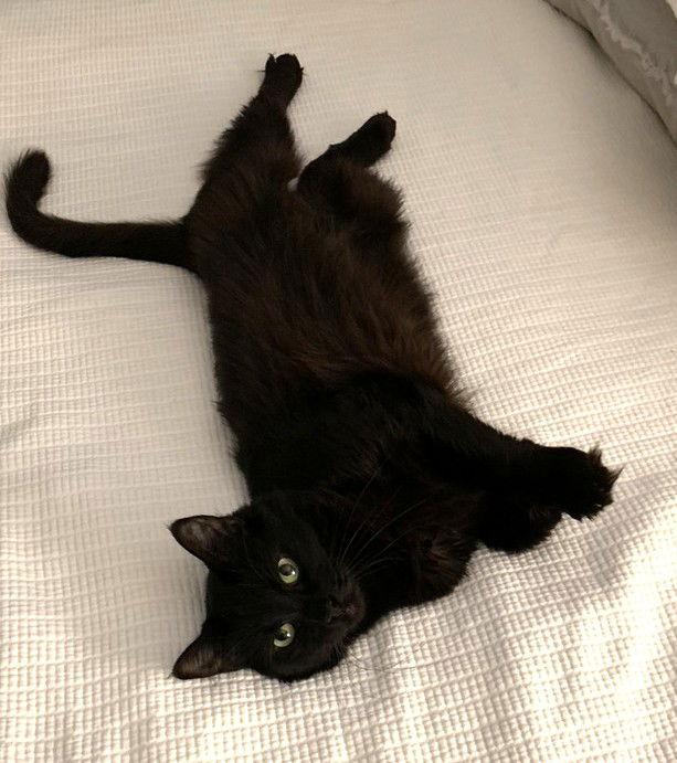 Enlarge Donna, a Adoptable Domestic Short Hair in Oakland, CA image 2/3