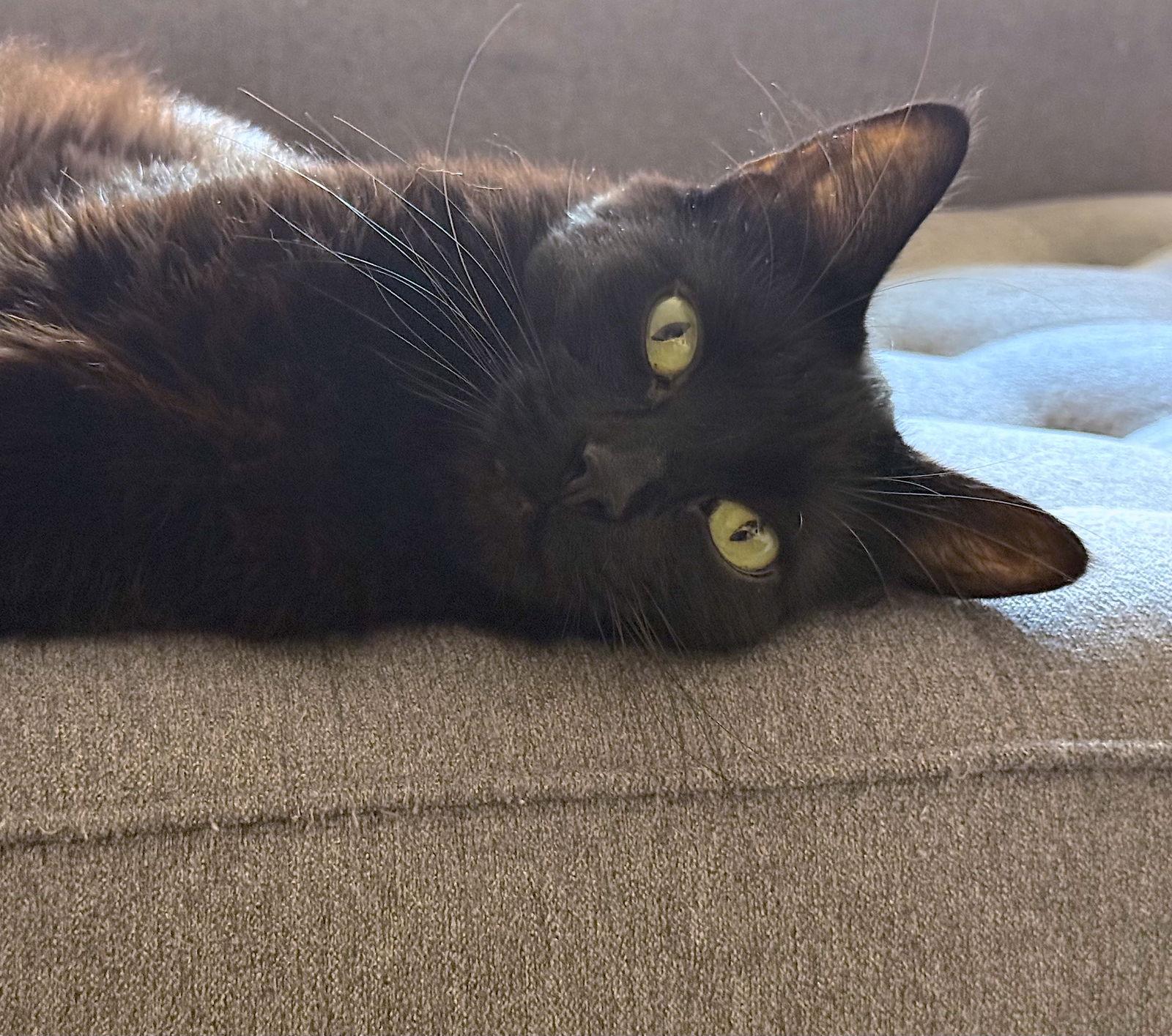 Enlarge Donna, a Adopted Domestic Short Hair in Oakland, CA image 2/3