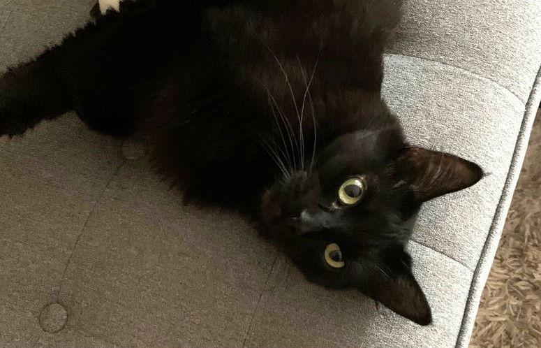 Enlarge Donna, a Adoptable Domestic Short Hair in Oakland, CA image 3/3