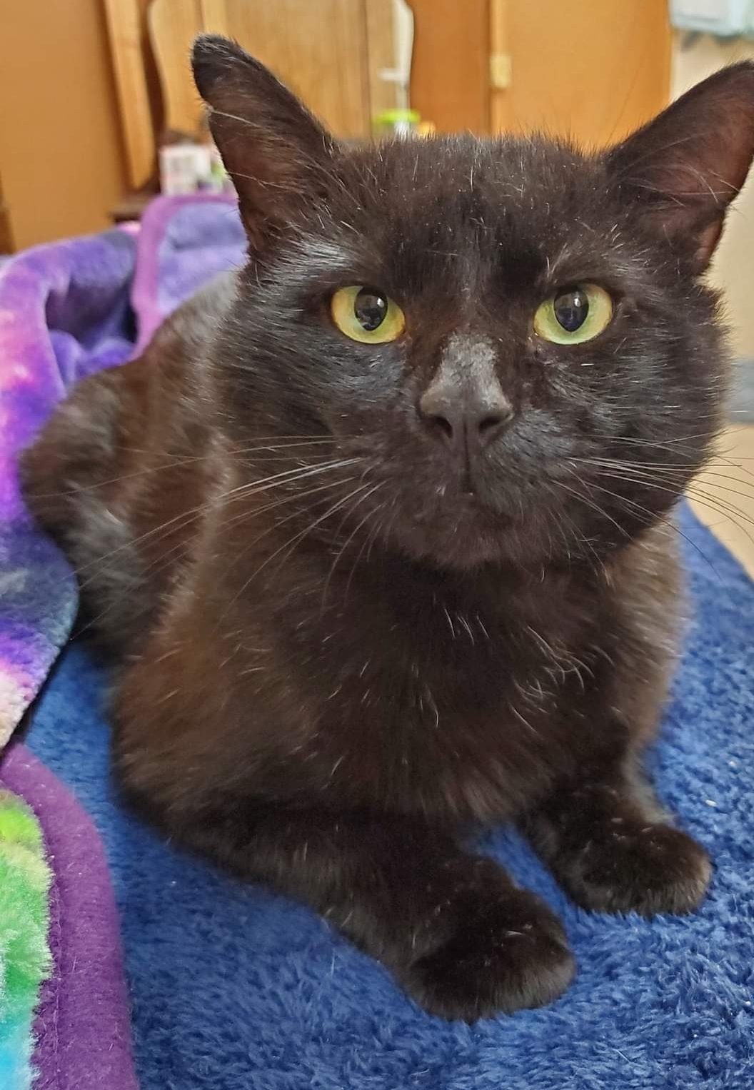 Bronx, a Adoptable Domestic Short Hair in Camden, TN image 3/4