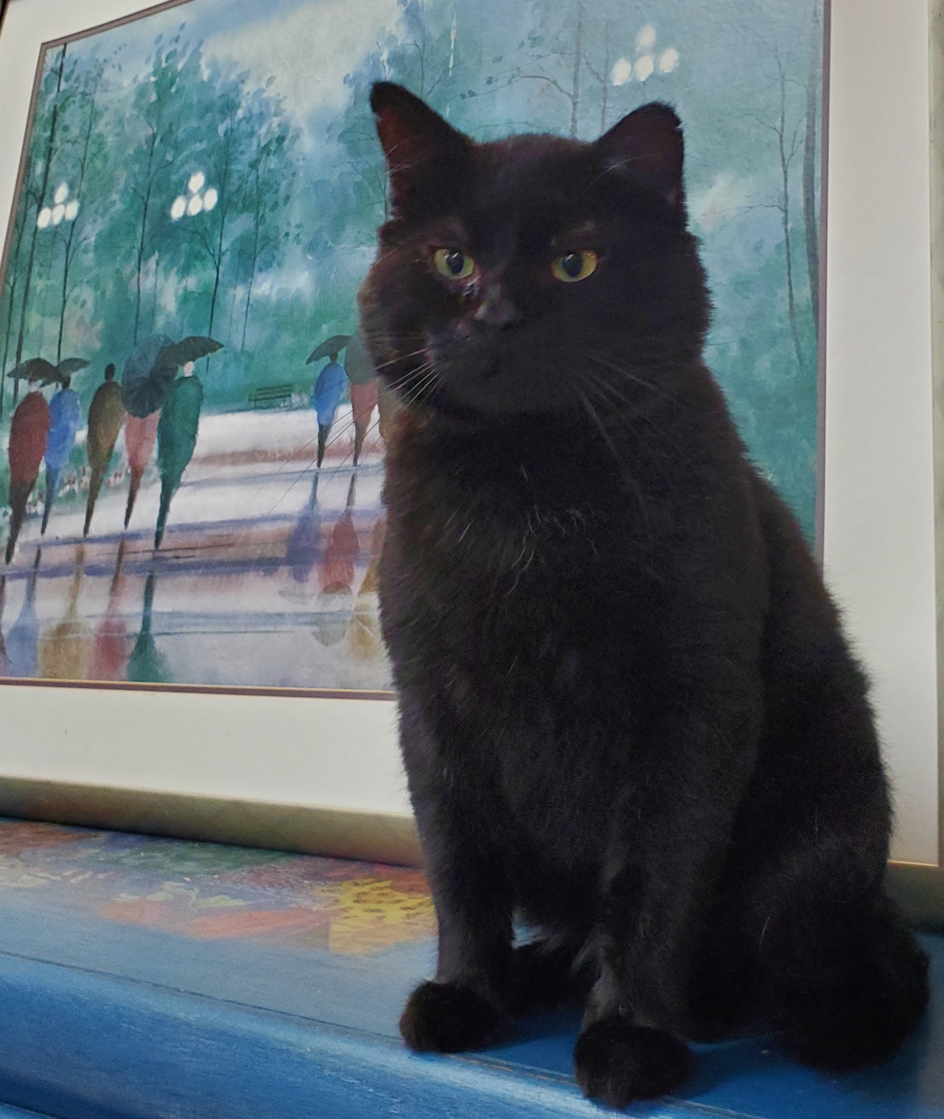 Bronx, a Adoptable Domestic Short Hair in Camden, TN image 4/4