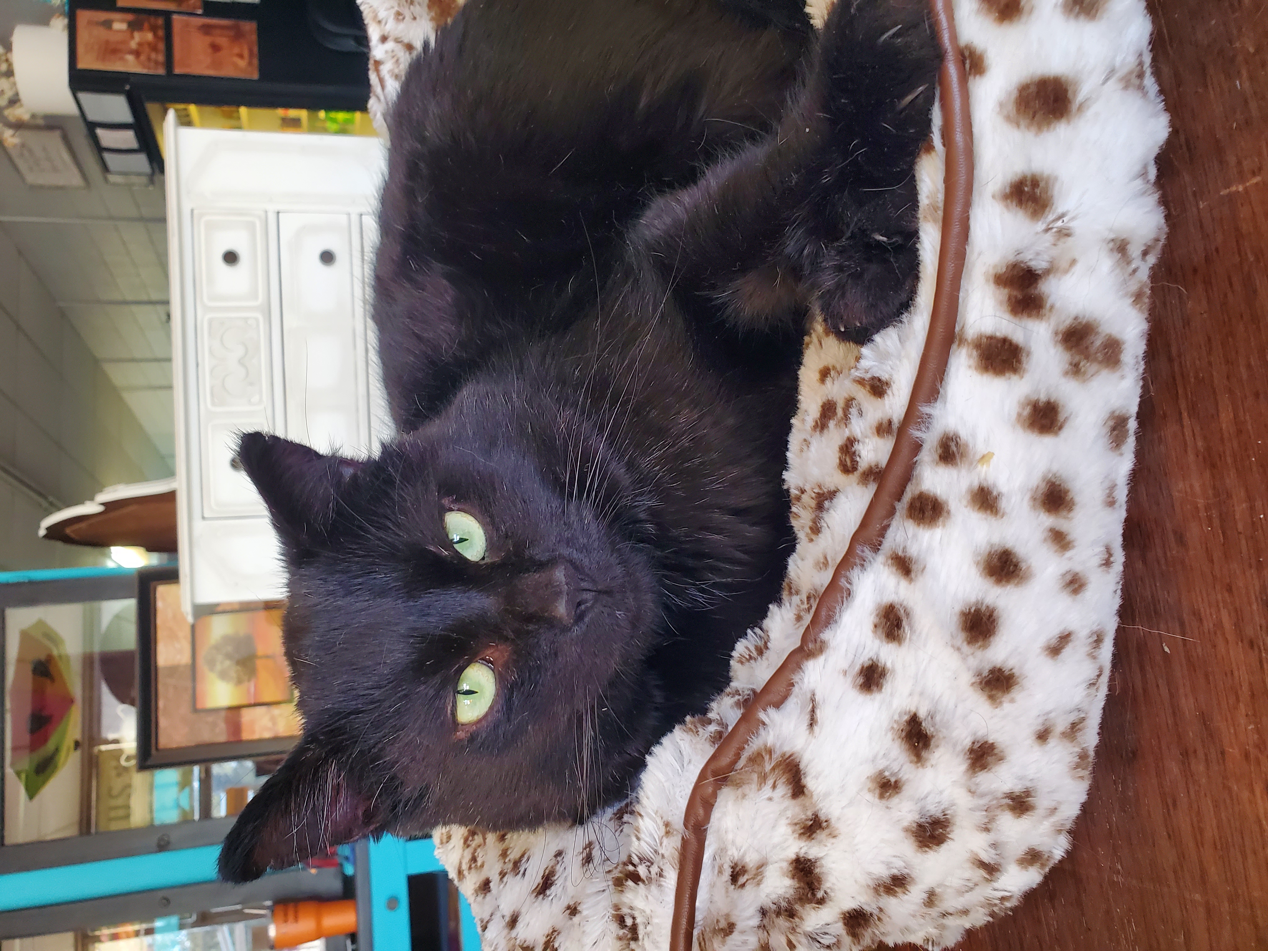 Bronx, a Adoptable Domestic Short Hair in Camden, TN image 2/4