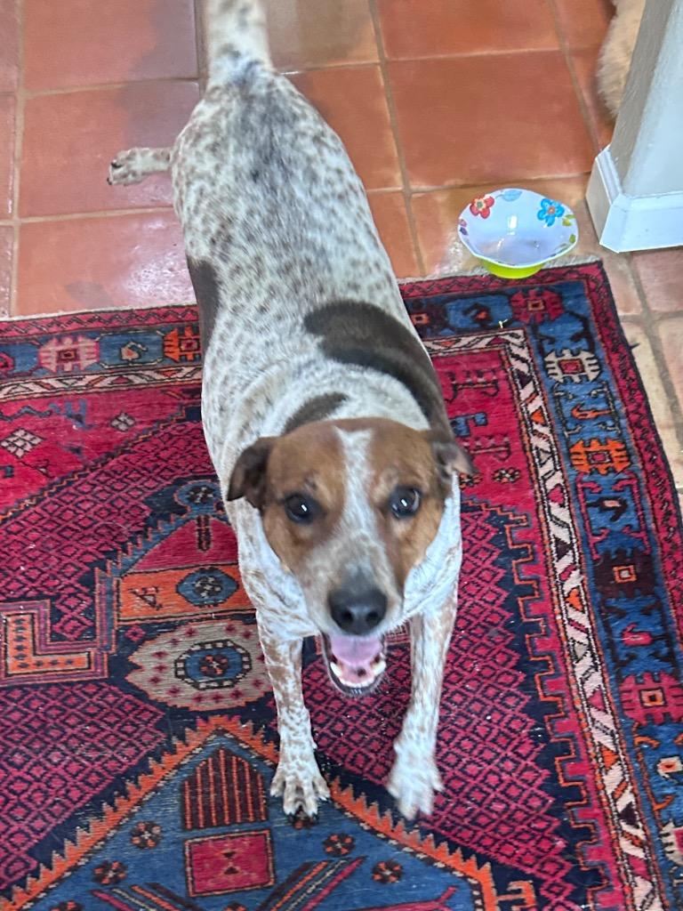 Enlarge Avon 2, a Adoptable mixed breed in Fort Lupton, CO image 2/4