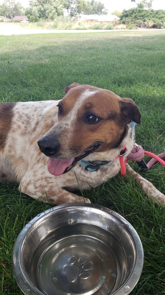 Enlarge Avon 2, a Adoptable mixed breed in Fort Lupton, CO image 3/4