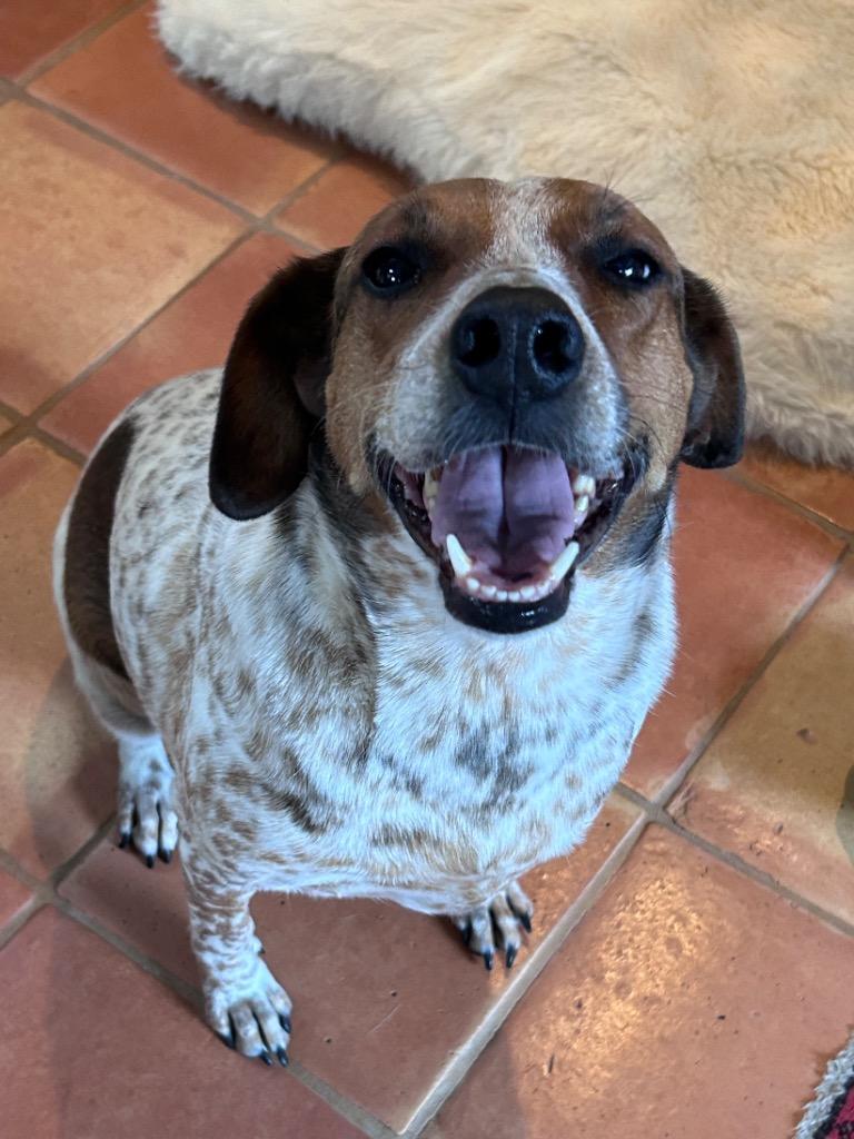 Enlarge Avon 2, a Adoptable mixed breed in Fort Lupton, CO image 4/4