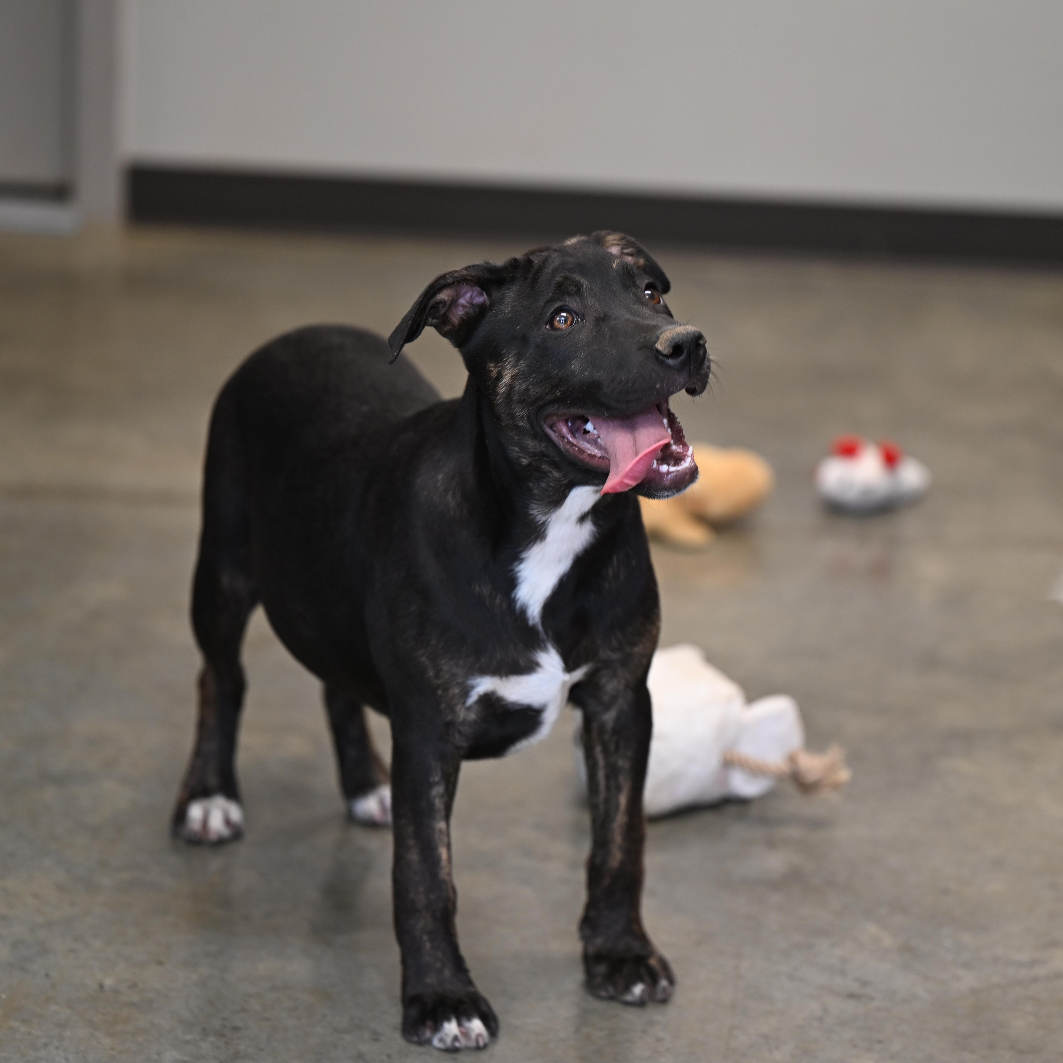 Harriet, Adoptable, Young Female Catahoula Leopard Dog.