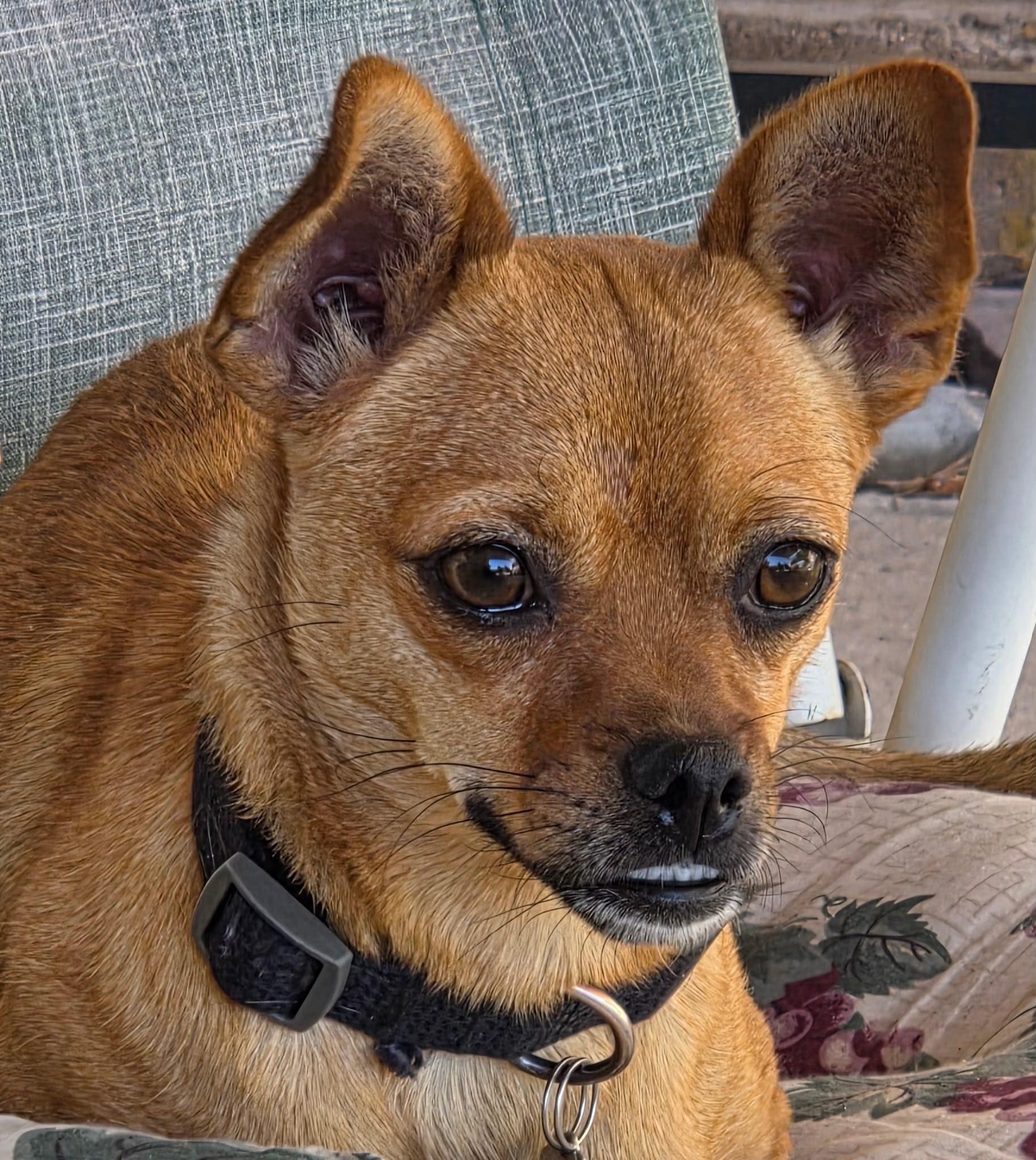 Peanut, ADOPTABLE, Young Male Chihuahua.