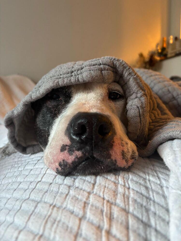 Maisie, Adoptable, Adult Female Mixed Breed.