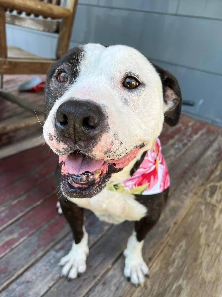 Maisie, Adoptable, Adult Female Mixed Breed.