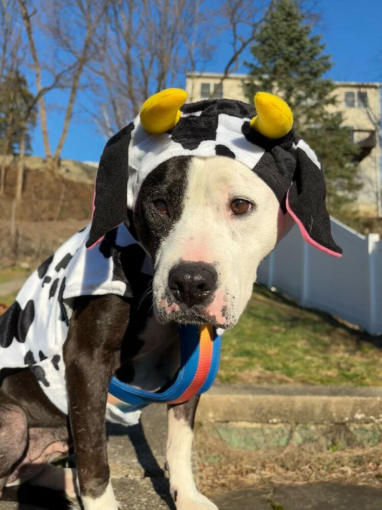 Enlarge Maisie, a Adoptable mixed breed in Jersey City, NJ image 1/6