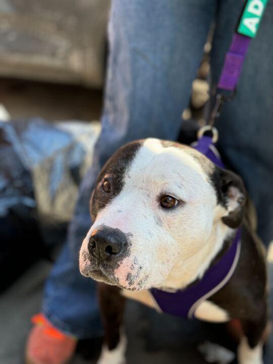 Enlarge Maisie, a Adoptable mixed breed in Jersey City, NJ image 4/6