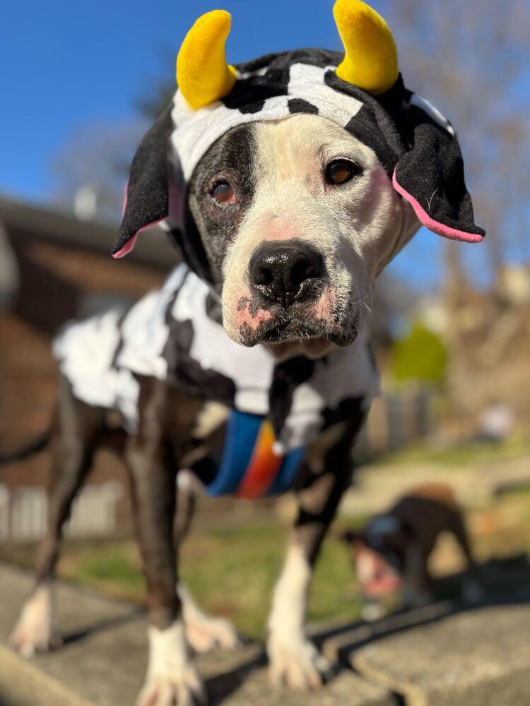 Enlarge Maisie, a Adoptable mixed breed in Jersey City, NJ image 2/6