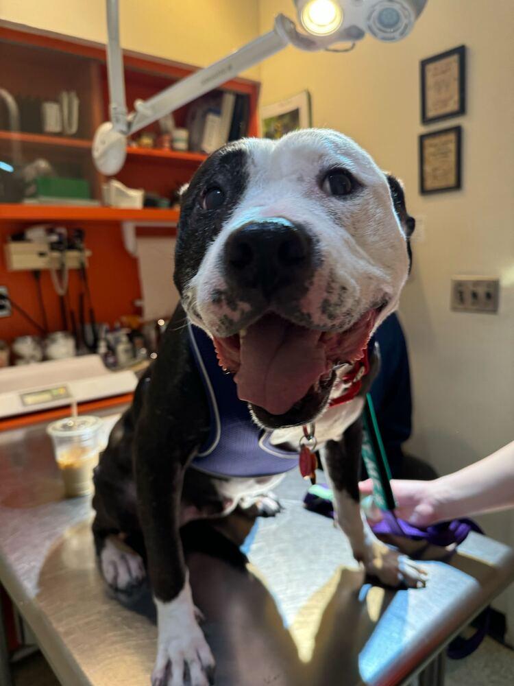 Enlarge Maisie, a Adoptable mixed breed in Jersey City, NJ image 5/6