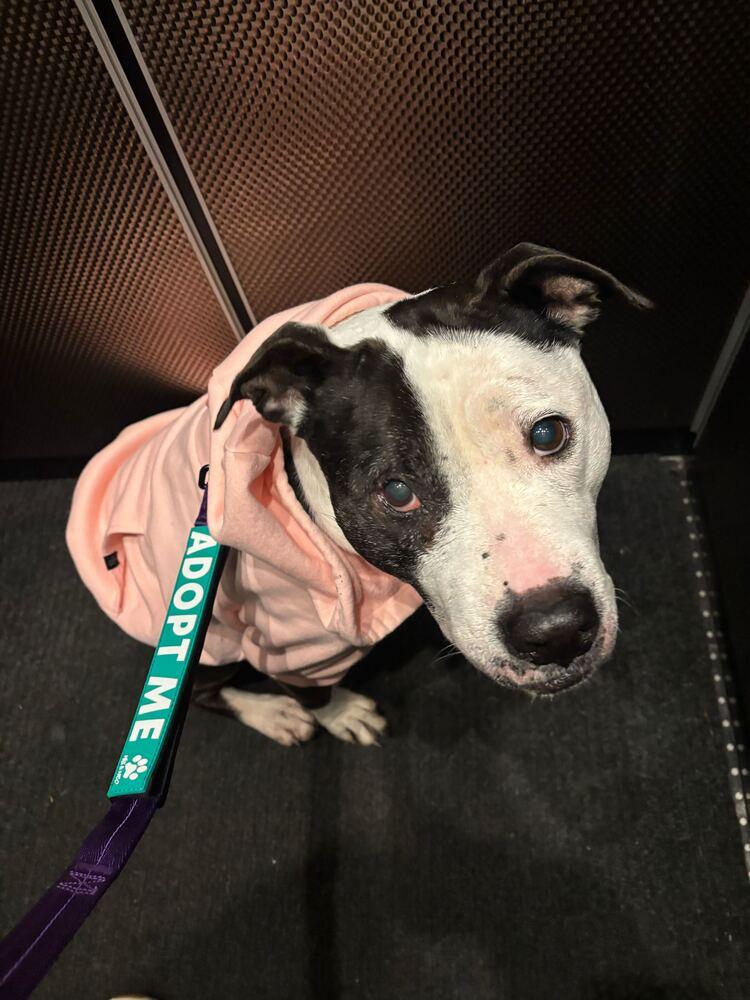 Enlarge Maisie, a Adoptable mixed breed in Jersey City, NJ image 6/6