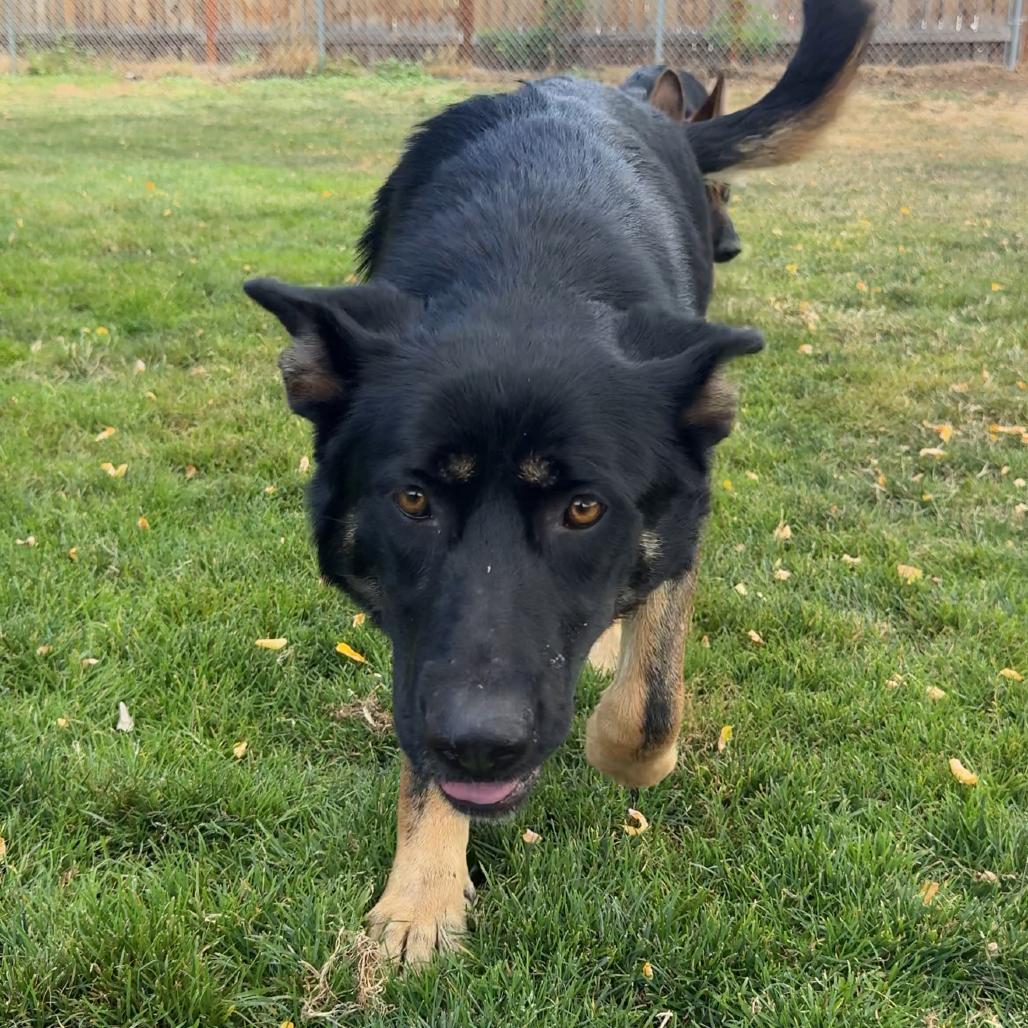 Oakley, Adoptable, Adult Female Mixed Breed.
