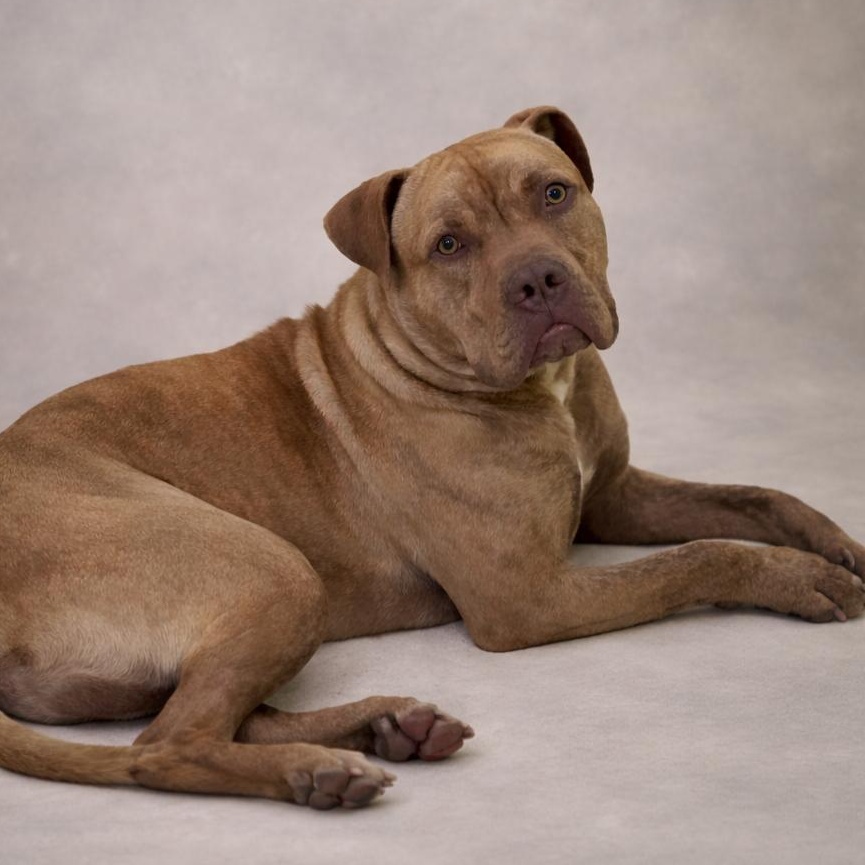 Dawson, Adoptable, Young Male Pit Bull Terrier & Boxer.