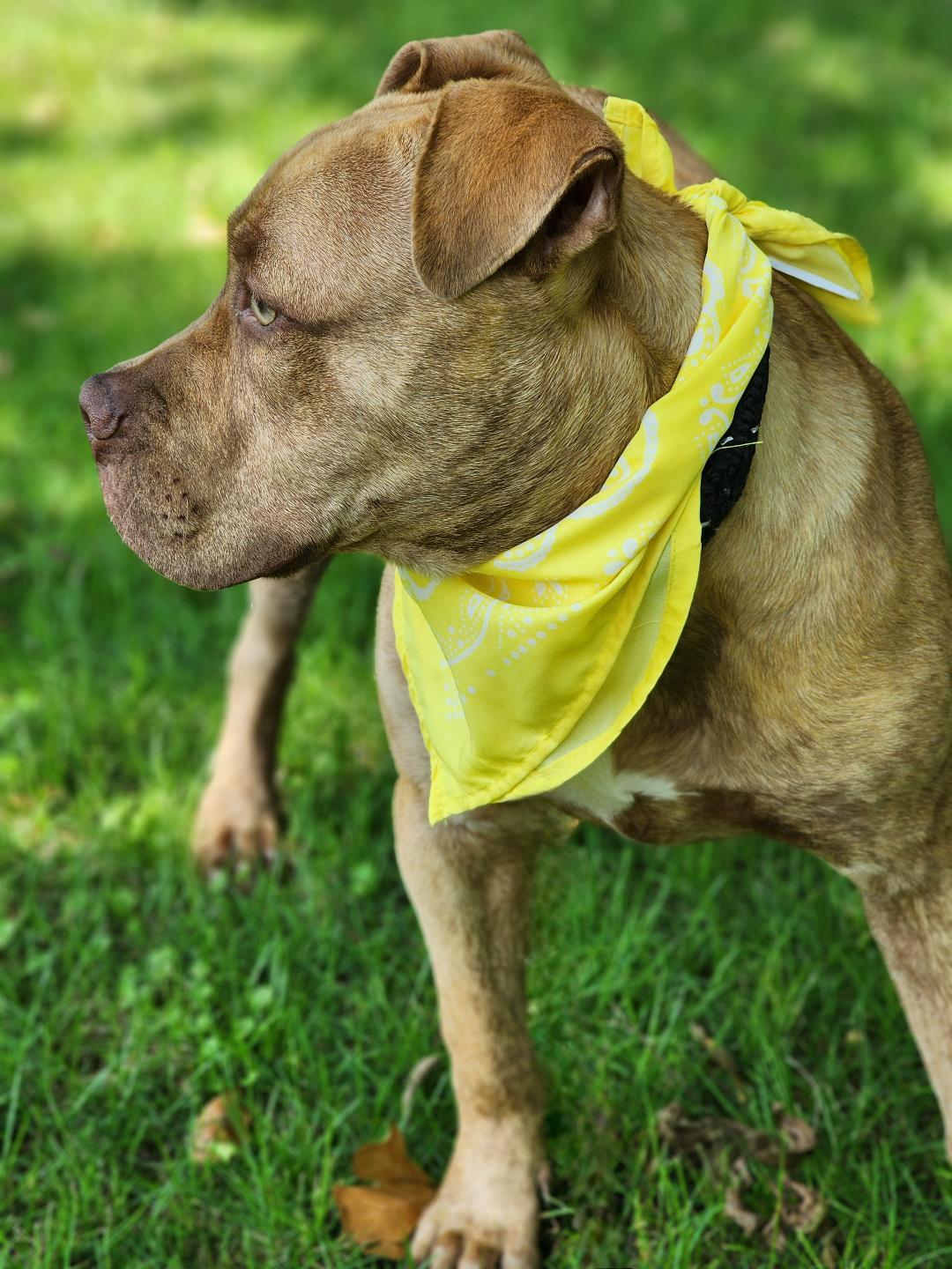 Dawson, a Adoptable mixed breed in Phenix City, AL image 2/5