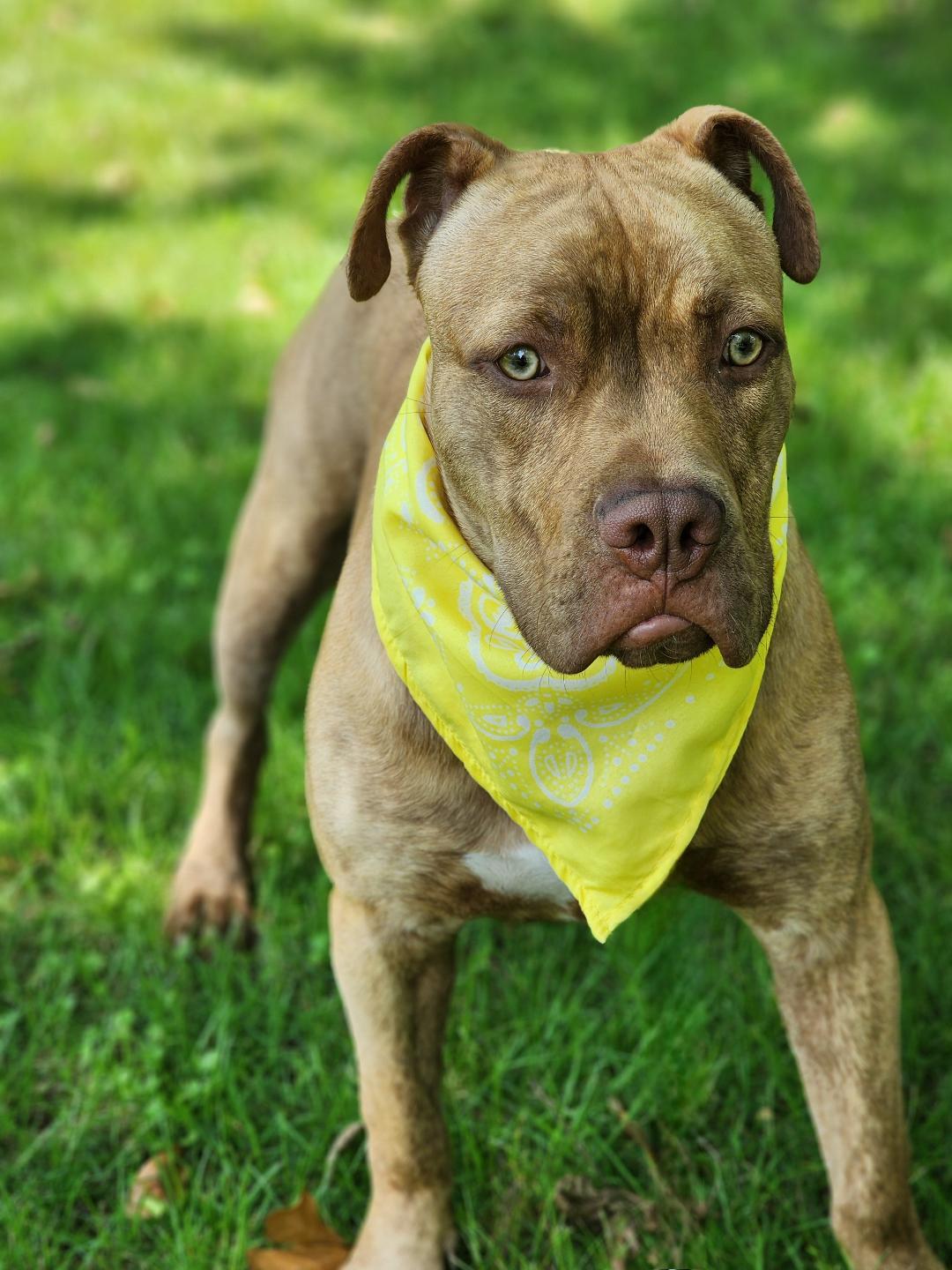 Dawson, a Adoptable mixed breed in Phenix City, AL image 3/5