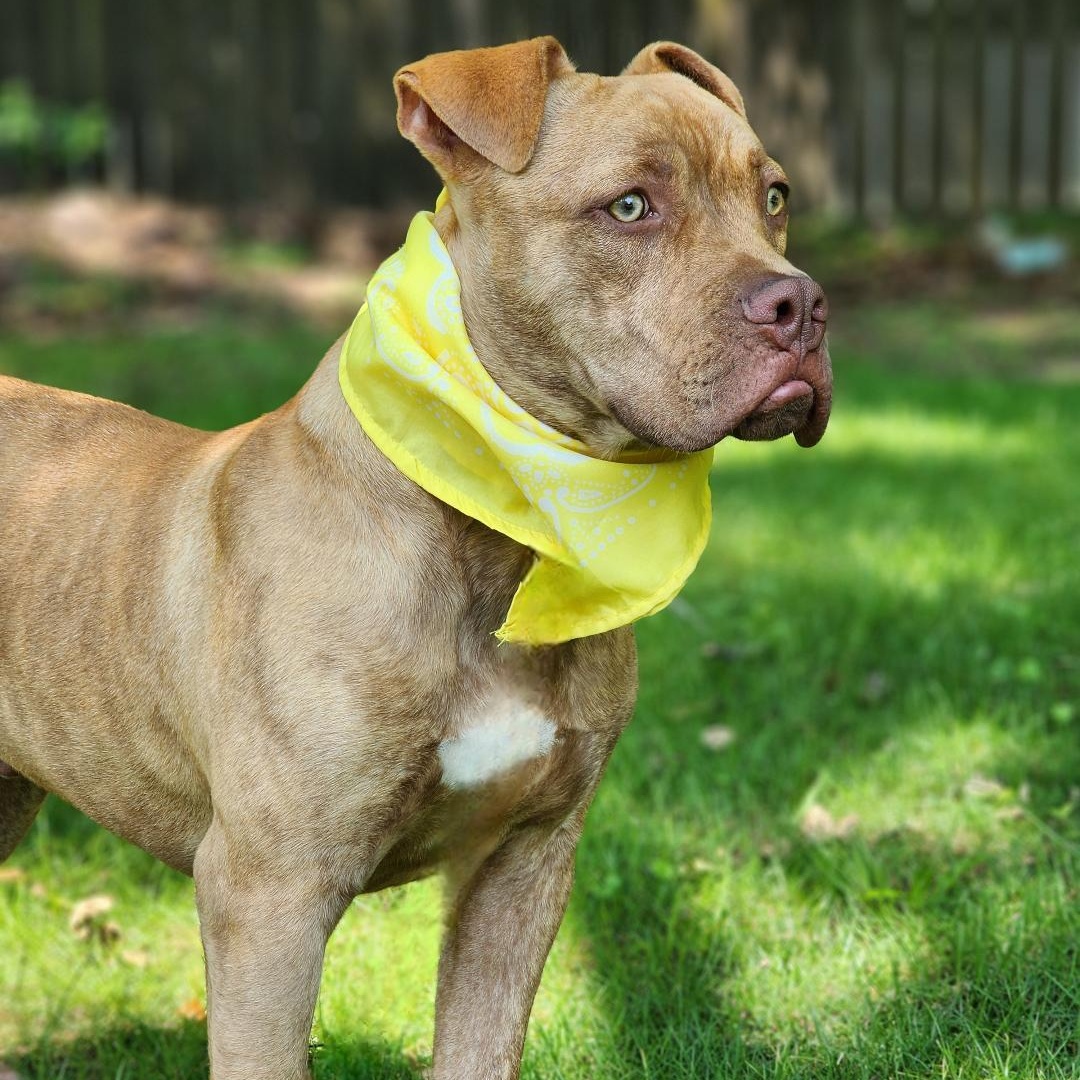 Dawson, Adoptable, Young Male Pit Bull Terrier & Boxer.