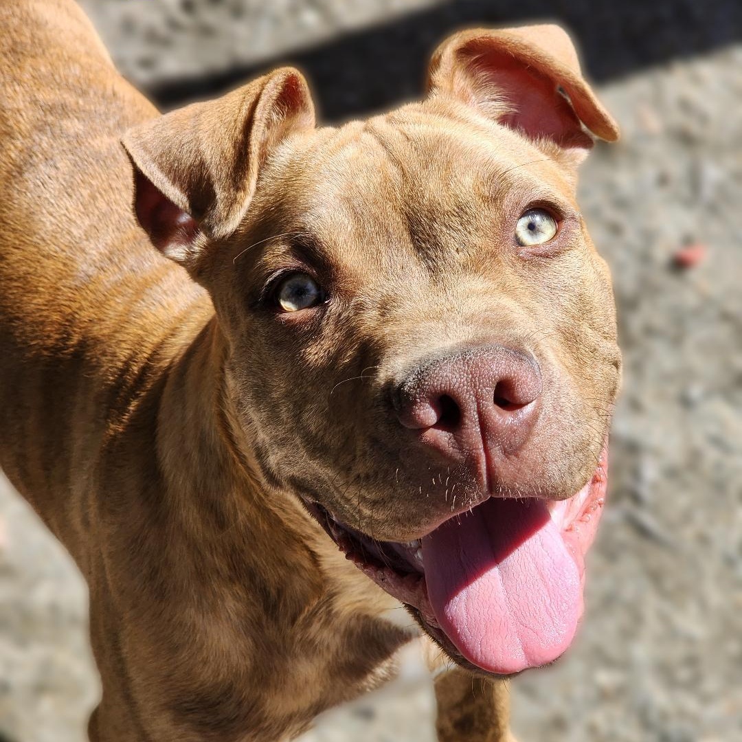 Dawson, a Adoptable mixed breed in Phenix City, AL image 4/5