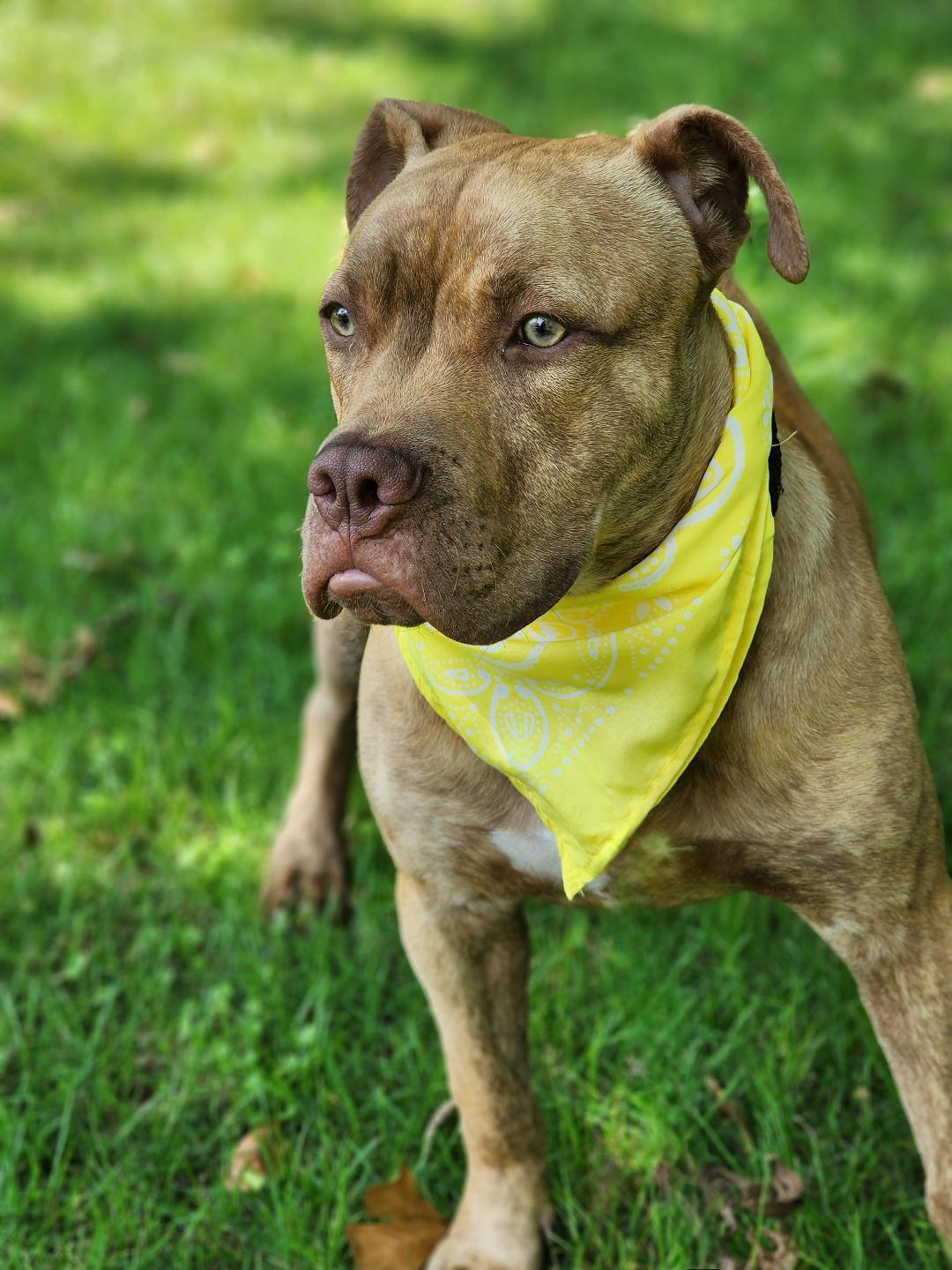 Dawson, a Adoptable mixed breed in Phenix City, AL image 5/5