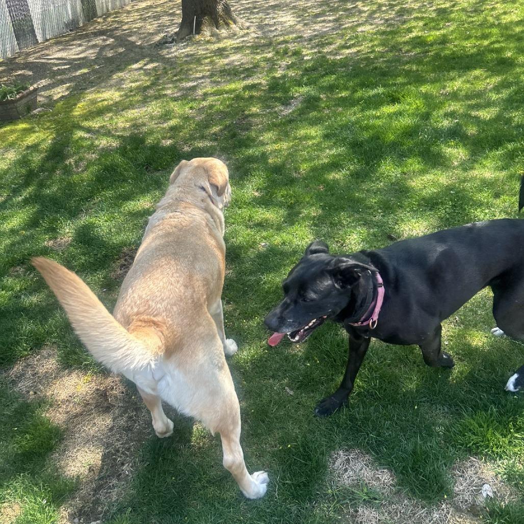 Enlarge Maeve, a Adoptable Mixed Breed in Hampton Bays, NY image 1/6