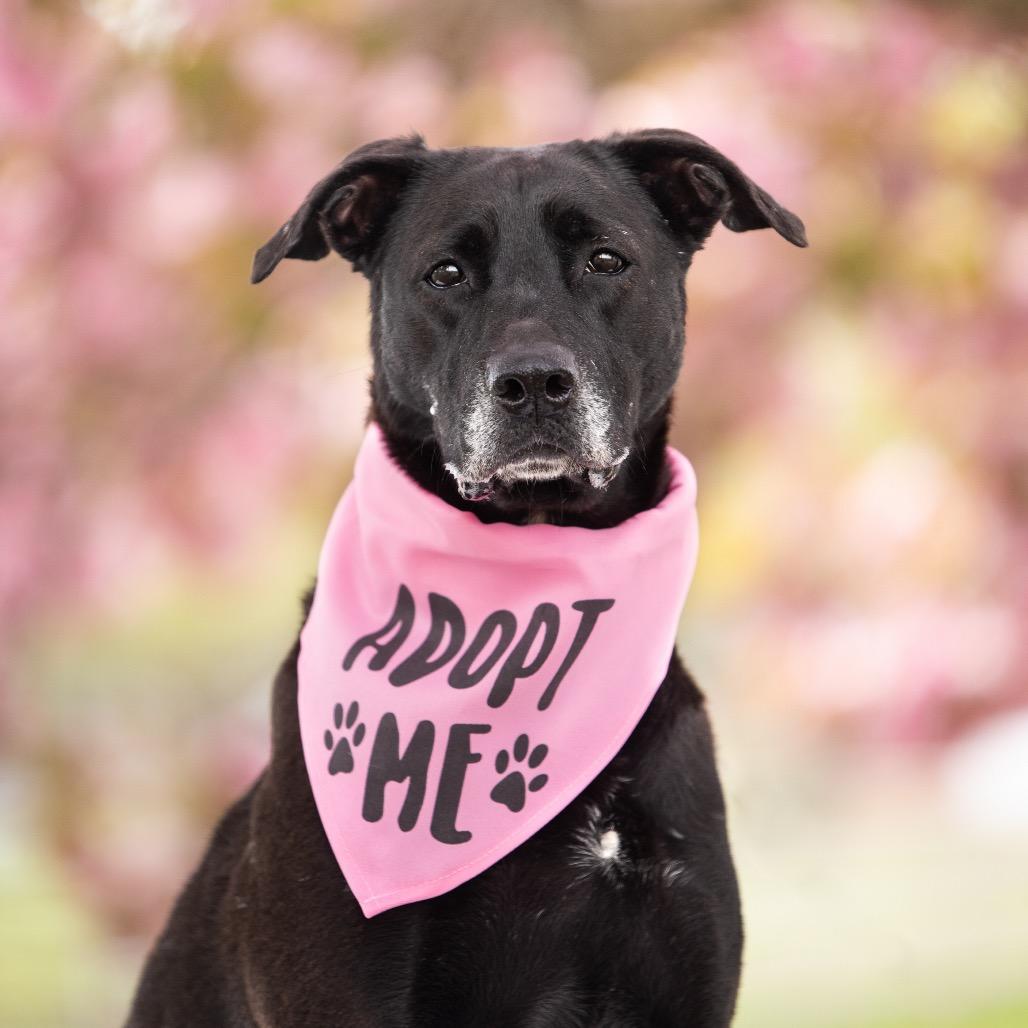 Enlarge Maeve, a Adoptable Mixed Breed in Hampton Bays, NY image 2/6
