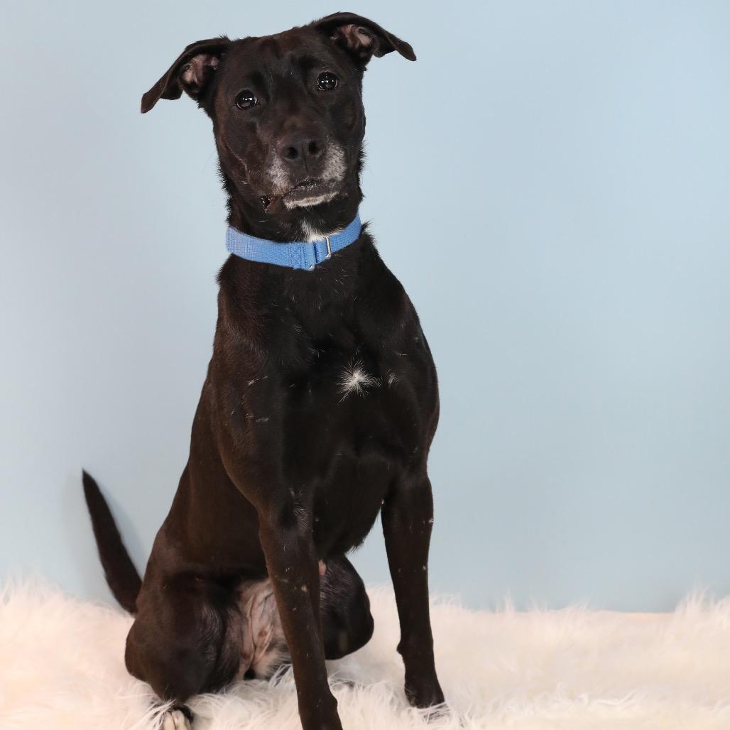 Enlarge Maeve, a Adoptable Mixed Breed in Hampton Bays, NY image 4/6