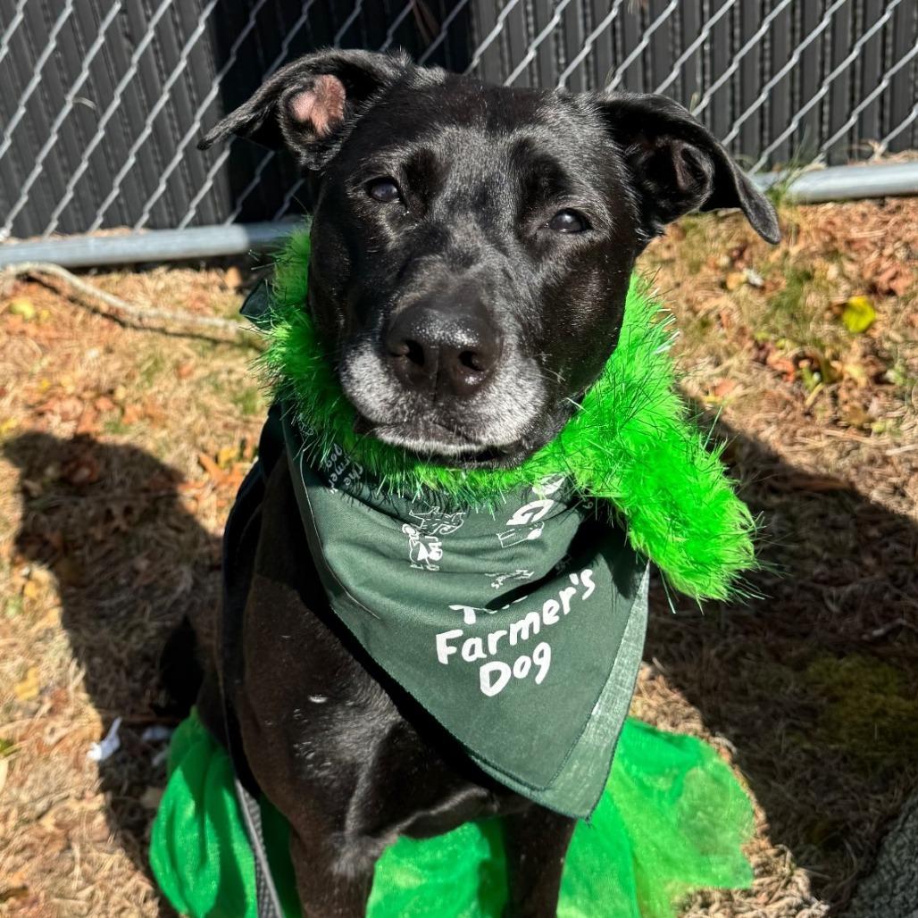 Enlarge Maeve, a Adoptable Mixed Breed in Hampton Bays, NY image 5/6