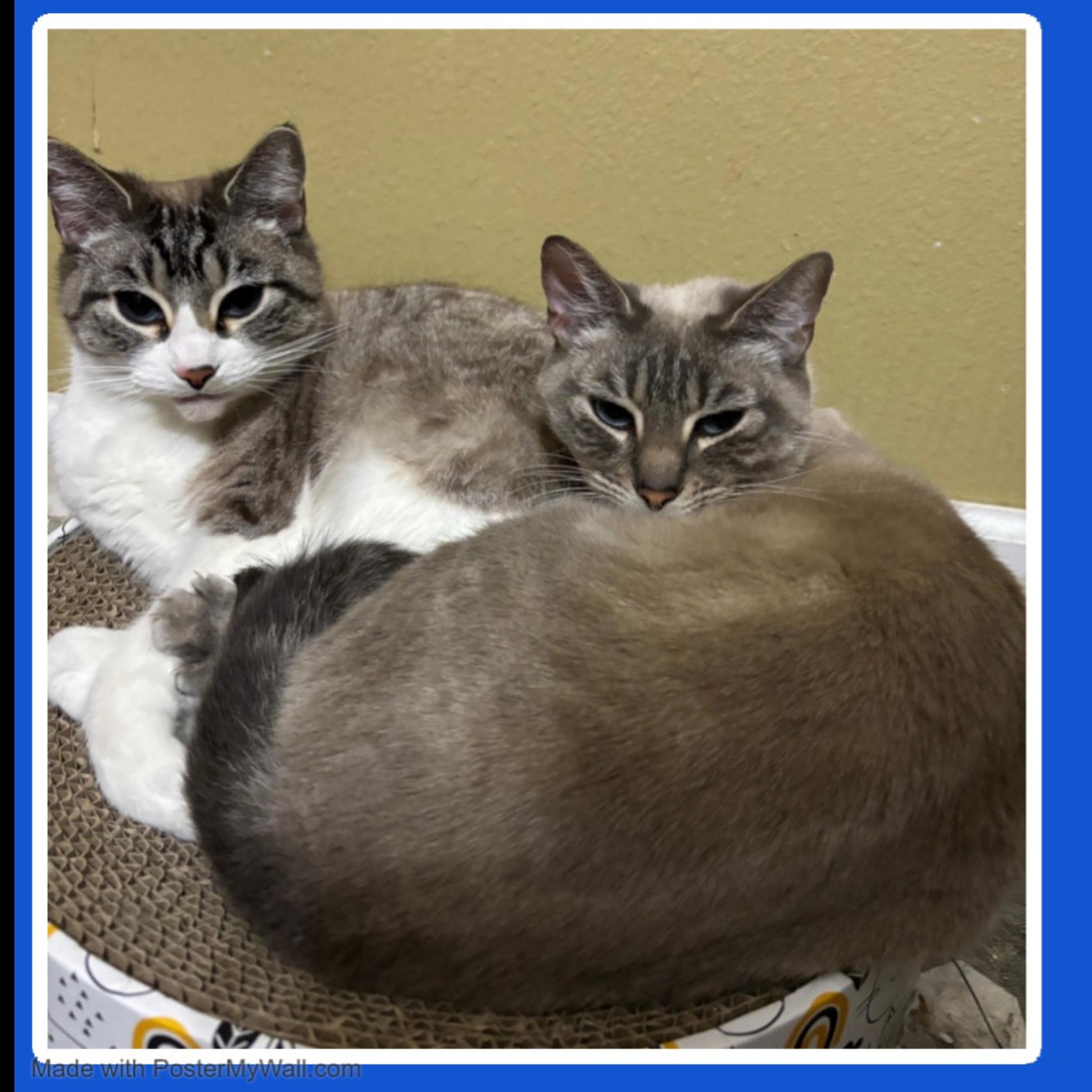 Enlarge Azy & Piper BONDED, a Adoptable mixed breed in Beaverton, OR image 6/6