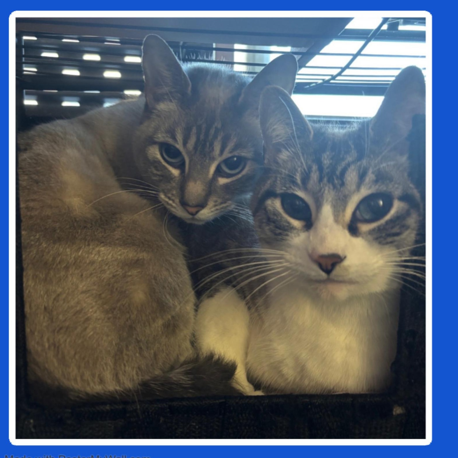 Enlarge Azy & Piper BONDED, a Adoptable mixed breed in Beaverton, OR image 2/6