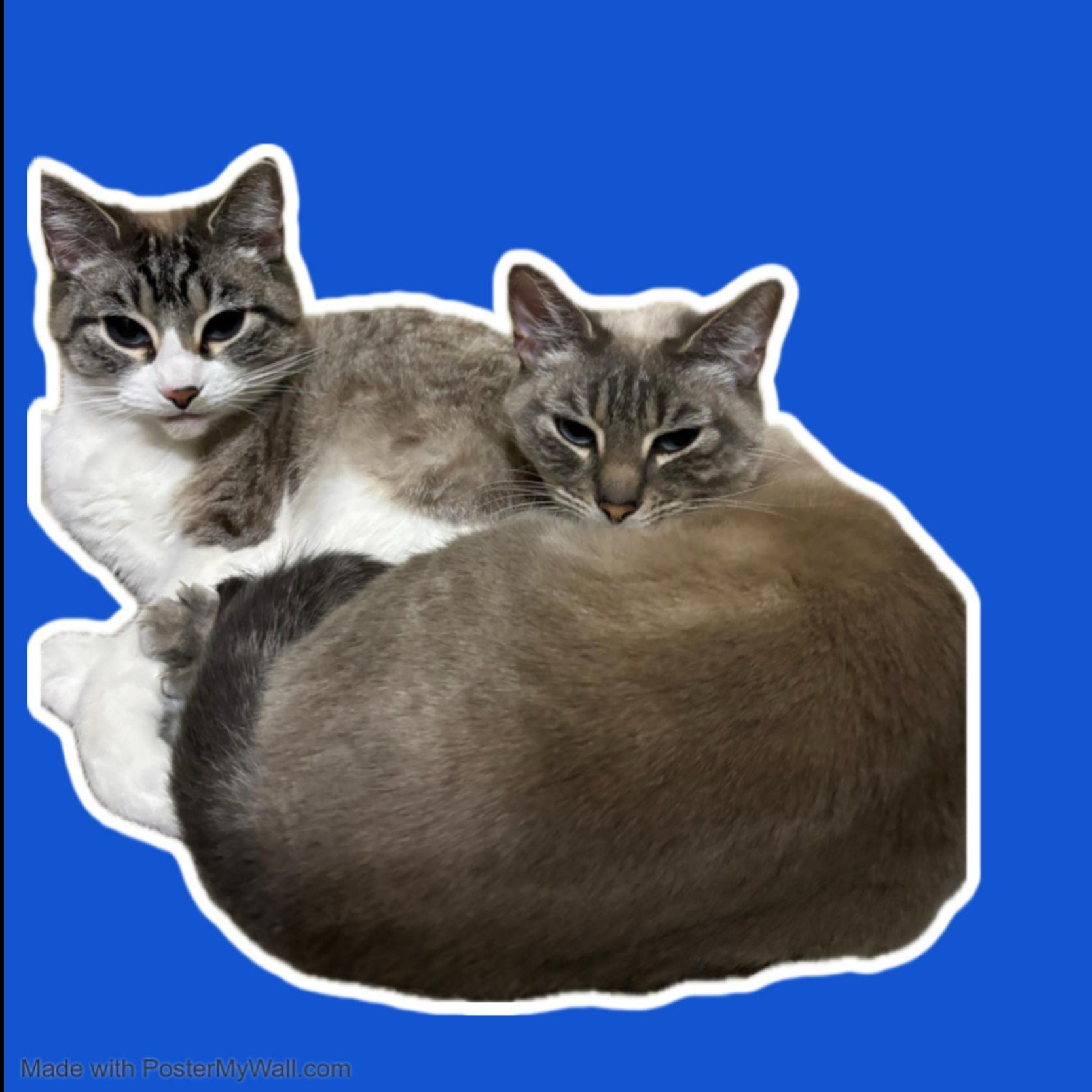 Azy & Piper BONDED, Adoptable, Adult Female Egyptian Mau & Snowshoe.
