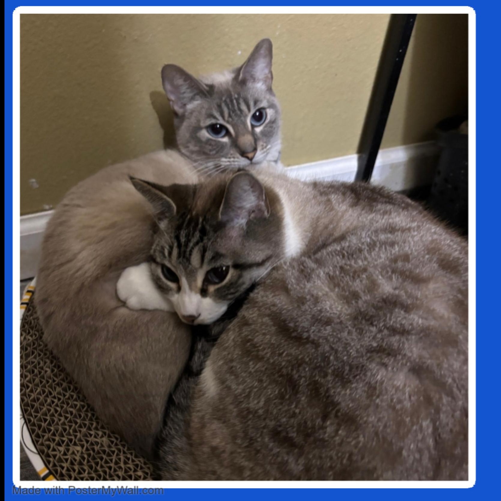 Enlarge Azy & Piper BONDED, a Adoptable mixed breed in Beaverton, OR image 3/6