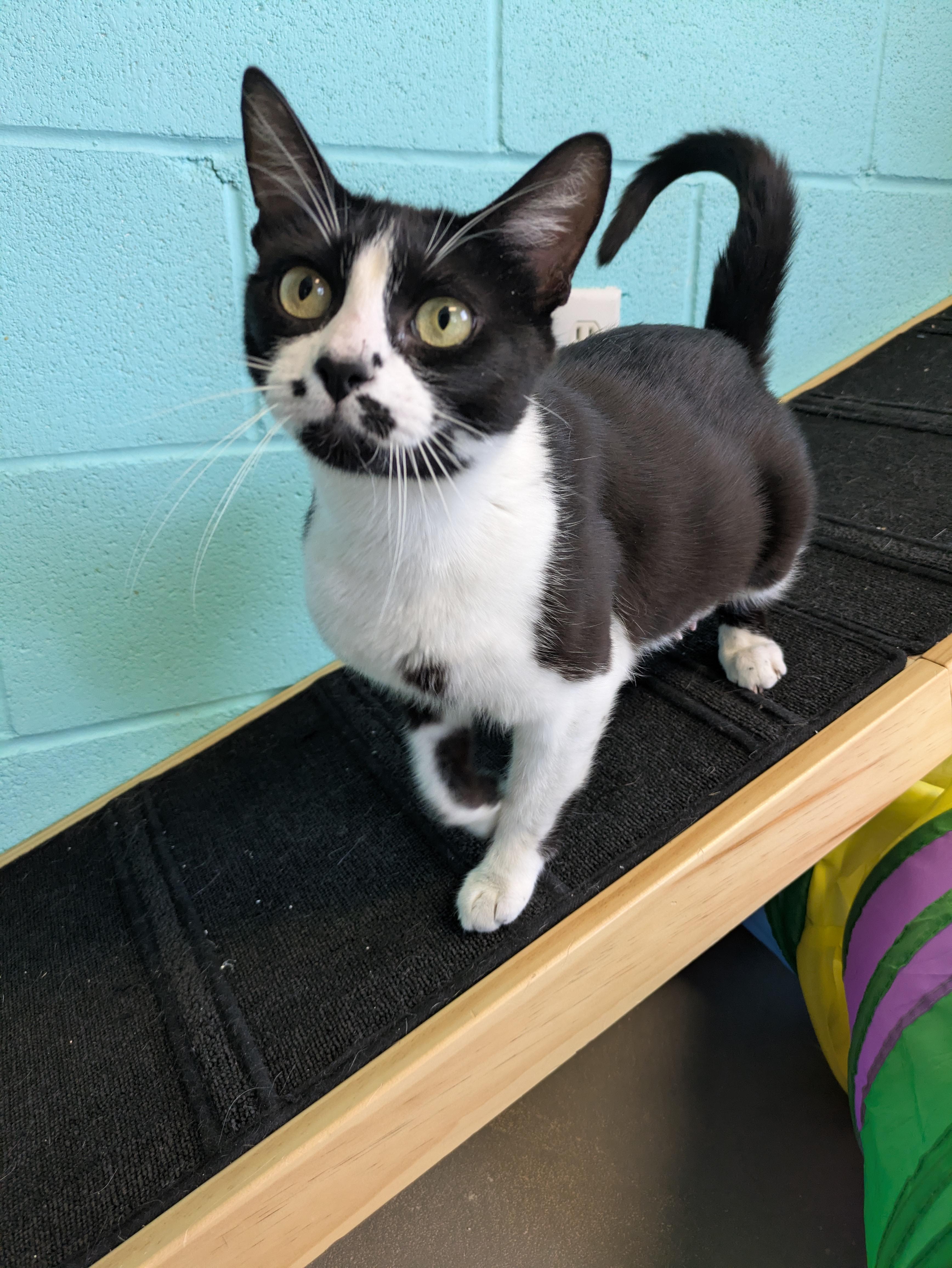 Petite, ADOPTABLE, Adult Female Domestic Short Hair.