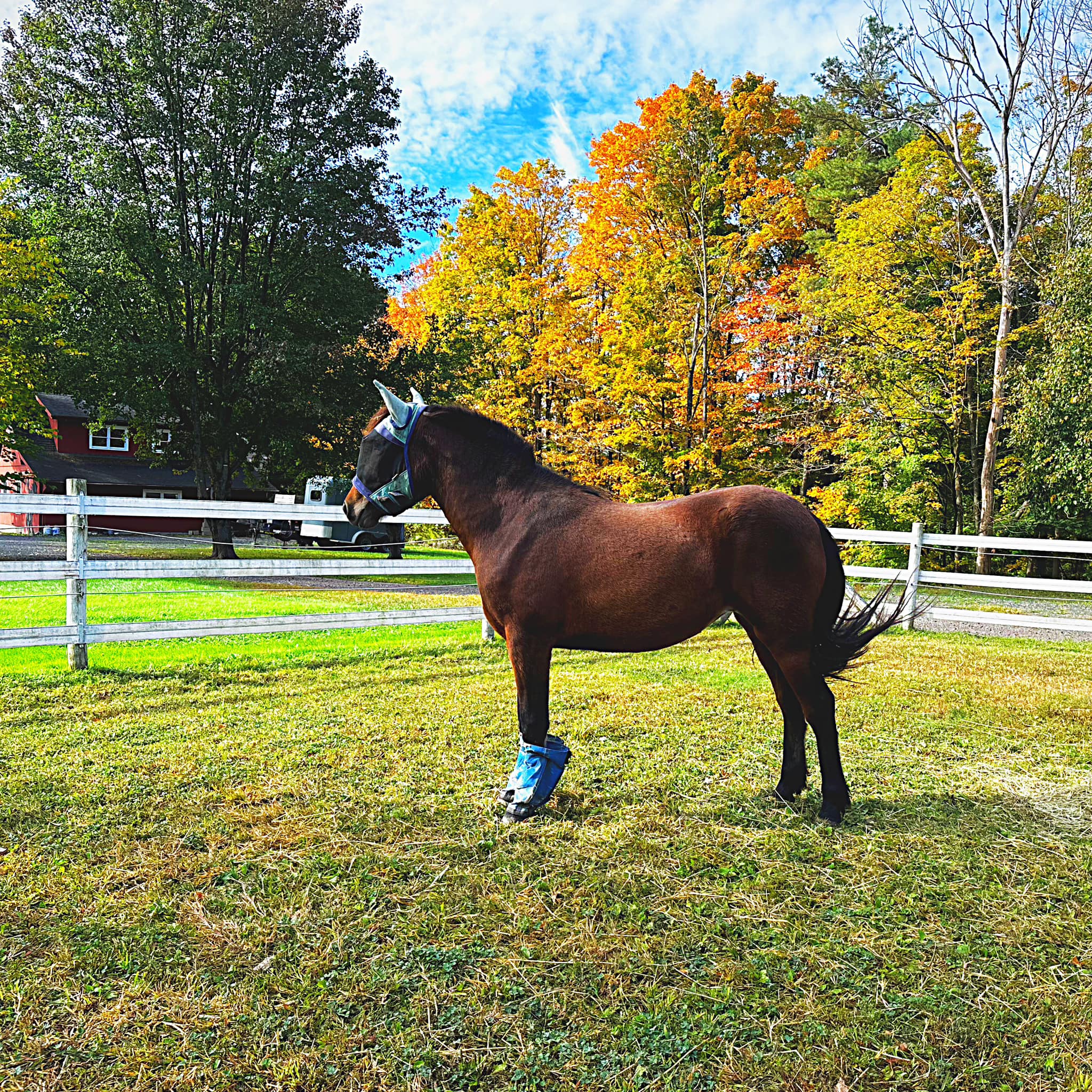 Enlarge Rosie, a Adopted Mustang in Northford, CT image 2/4