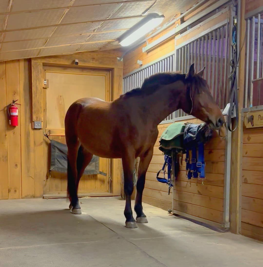 Enlarge Rosie, a Adopted Mustang in Northford, CT image 3/4