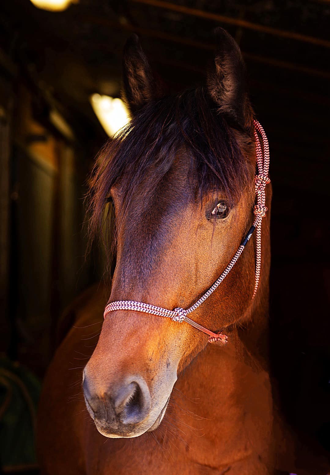 Rosie, Adopted, Young Female Mustang.