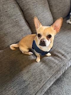 Enlarge Pepe, a Adoptable mixed breed in Wichita, KS image 2/3