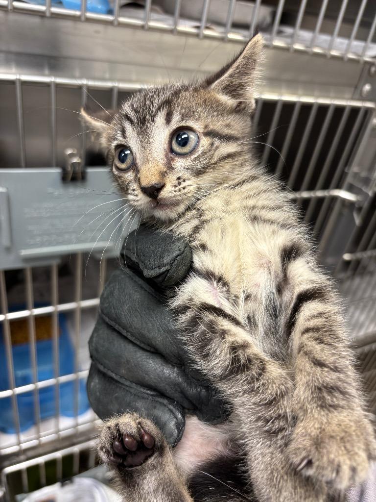 KITTY K, Adoptable, Kitten Female Domestic Short Hair.