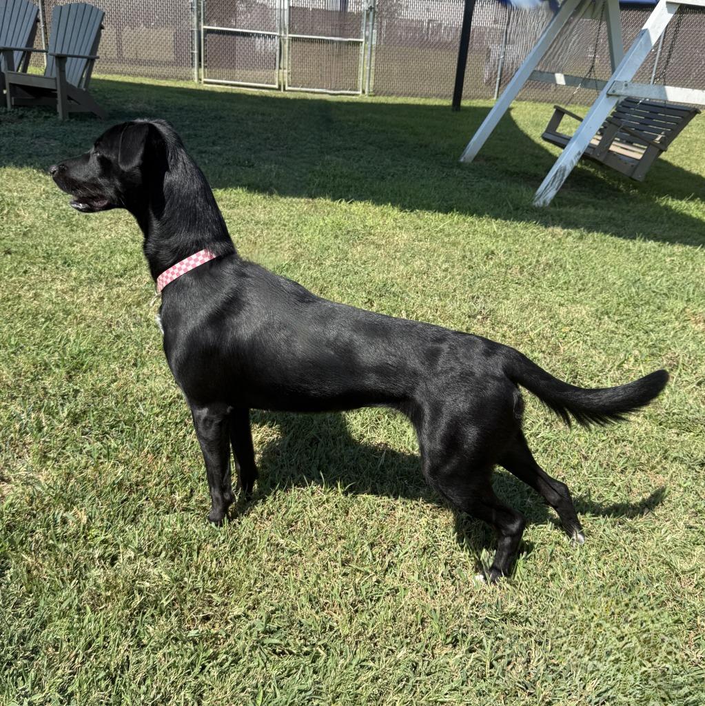 Enlarge Lainey, a Adoptable Labrador Retriever in Brenham, TX image 2/6
