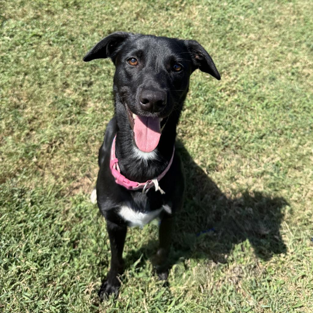 Enlarge Lainey, a Adoptable Labrador Retriever in Brenham, TX image 4/6