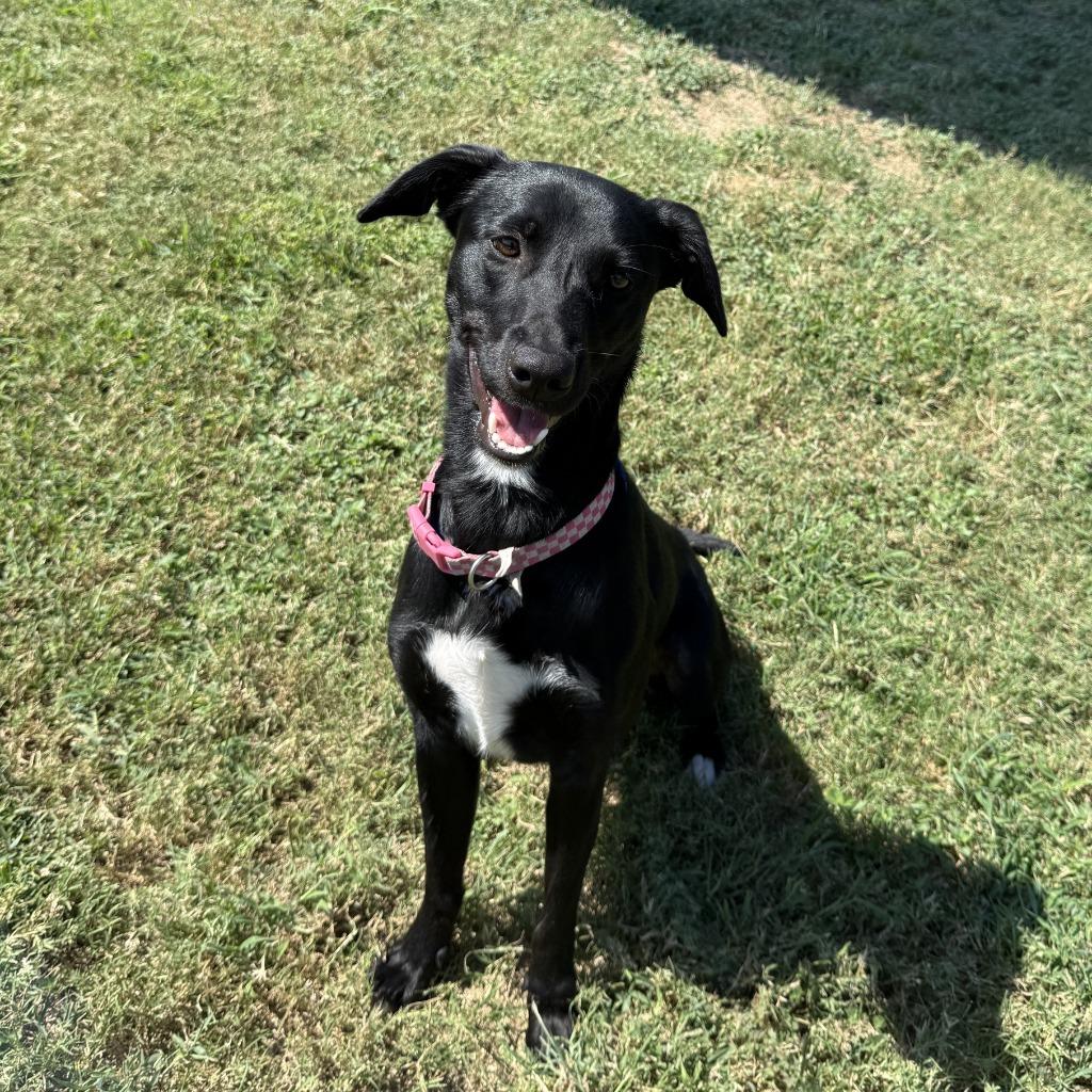 Enlarge Lainey, a Adoptable Labrador Retriever in Brenham, TX image 5/6