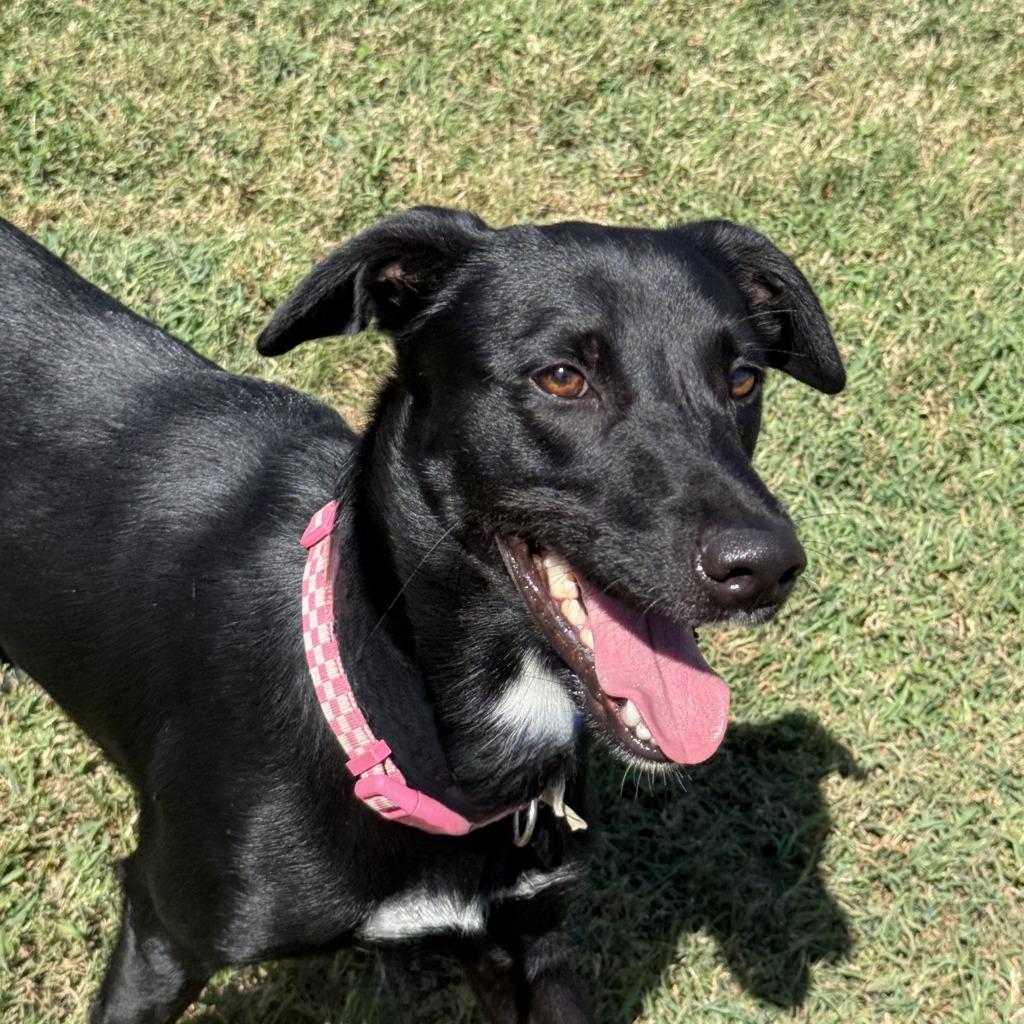 Enlarge Lainey, a Adoptable Labrador Retriever in Brenham, TX image 6/6