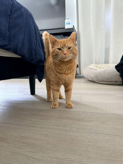 Enlarge Harry, a ADOPTABLE Tabby in Mount Royal, NJ image 2/4