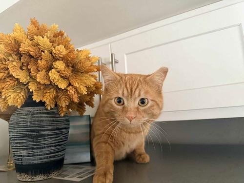 Enlarge Harry, a ADOPTABLE Tabby in Mount Royal, NJ image 3/4