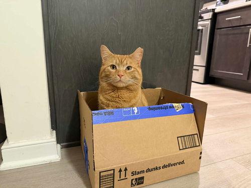 Enlarge Harry, a ADOPTABLE Tabby in Mount Royal, NJ image 4/4