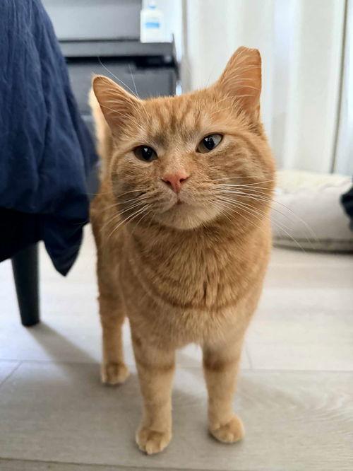 Enlarge Harry, a ADOPTABLE Tabby in Mount Royal, NJ image 1/4