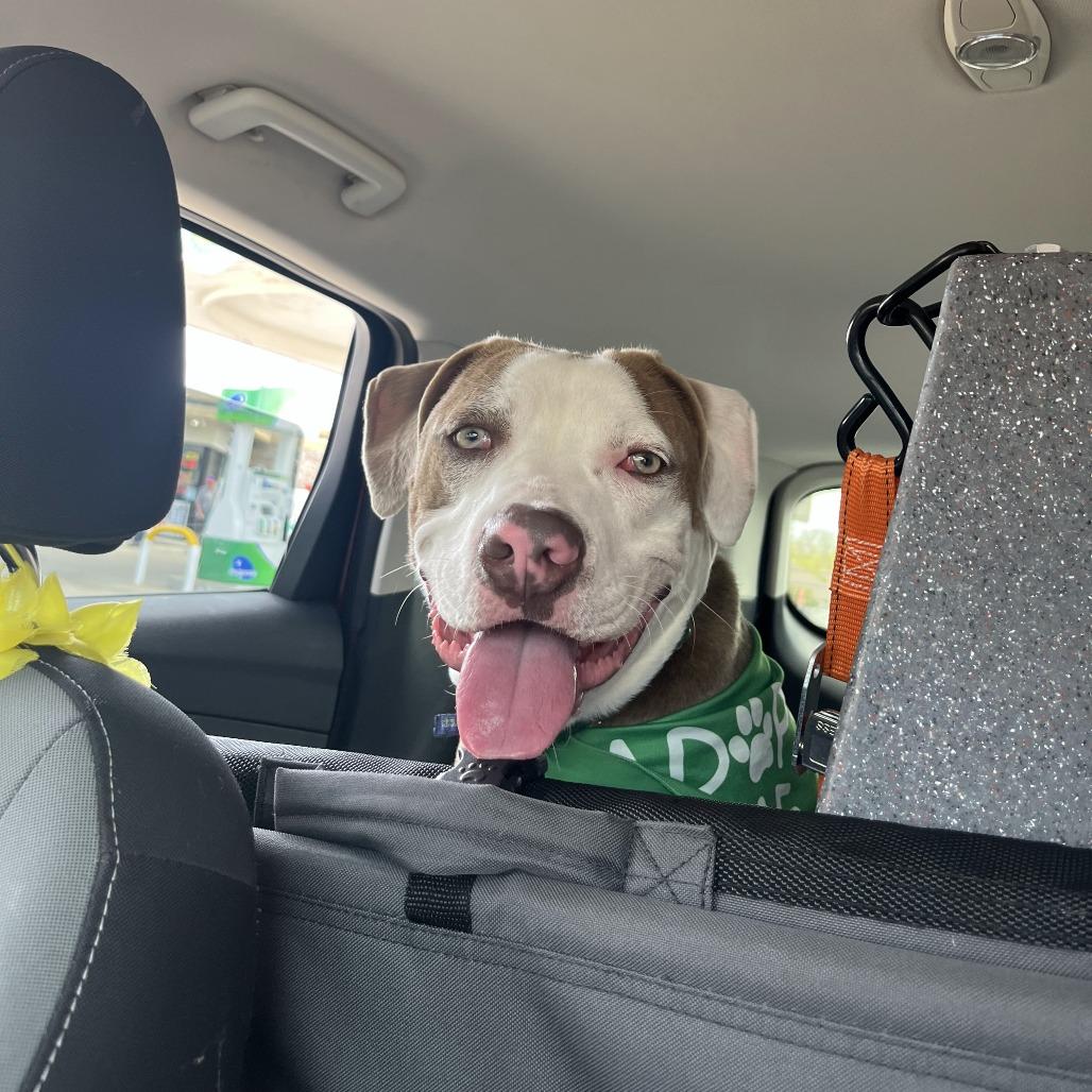 Enlarge Versace, a Adoptable Mixed Breed in Waukesha, WI image 1/6