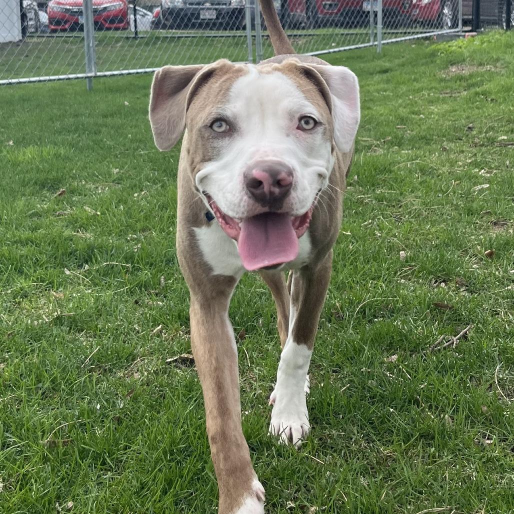 Enlarge Versace, a Adoptable Mixed Breed in Waukesha, WI image 3/6